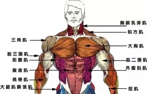 肌肉锻炼方法大全——胸部肌肉锻炼