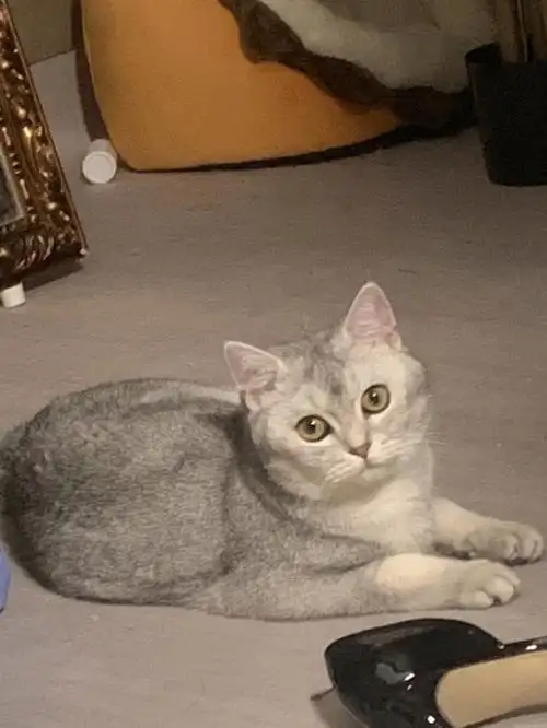 苏州猫配种英短美短混血boy找女朋友