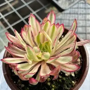 无肉不欢 一物一拍 仙墨法师  多肉植物 03.07-2