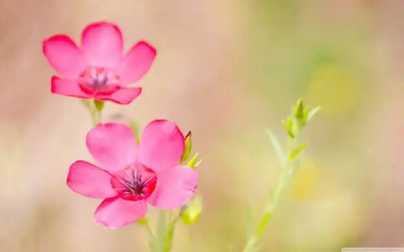 手机壁纸风景高清花草 手机壁纸风景高清花草 植物