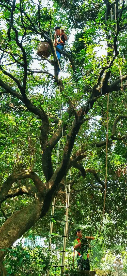 树上树下配合摘荔枝