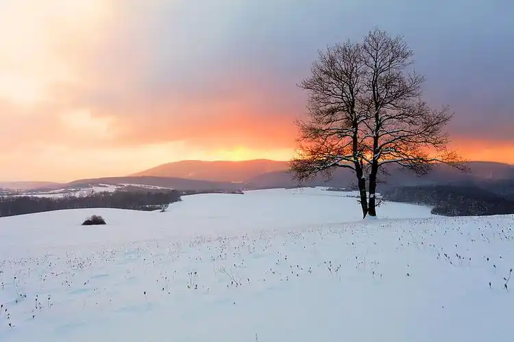 冬季风景,雪中,自然,太阳,树_高清图片_全景视觉