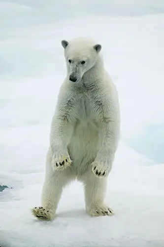 北极熊,后腿站立,斯瓦尔巴特群岛,挪威,九月