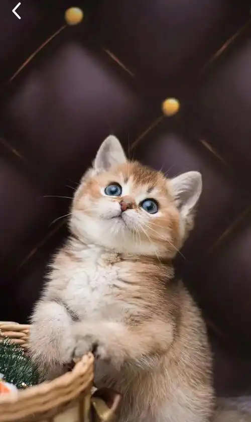 当代国画家徐鹤推荐～超萌猫咪摄影插画锁屏壁纸集锦