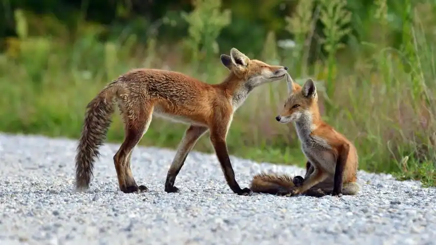 下载1920x1080 全高清 两只狐狸,自然夏天 壁纸, 图片