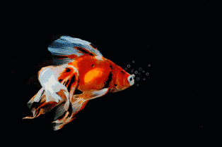 呆萌吐泡泡的小金鱼▽