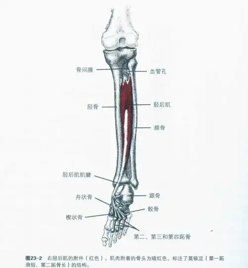胫骨后侧腔深层肌肉,结构从胫骨,腓骨-踝-足的横跖关节(跖屈,内收
