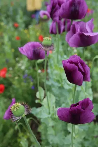 (原创) 写美篇罂粟花的花语是:华丽高贵,在欧洲罂粟属的佛兰德斯红