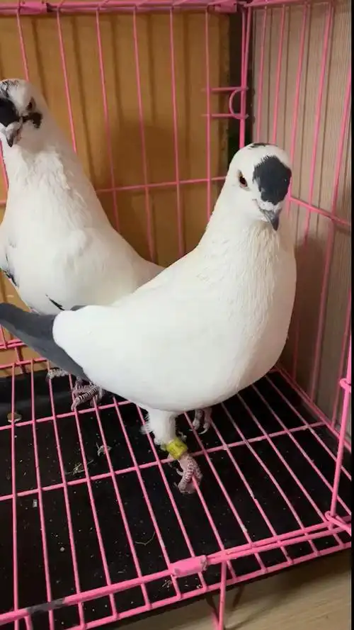 鸽痴的鸽子#任何铁翅都会有一些杂毛～不要犟了