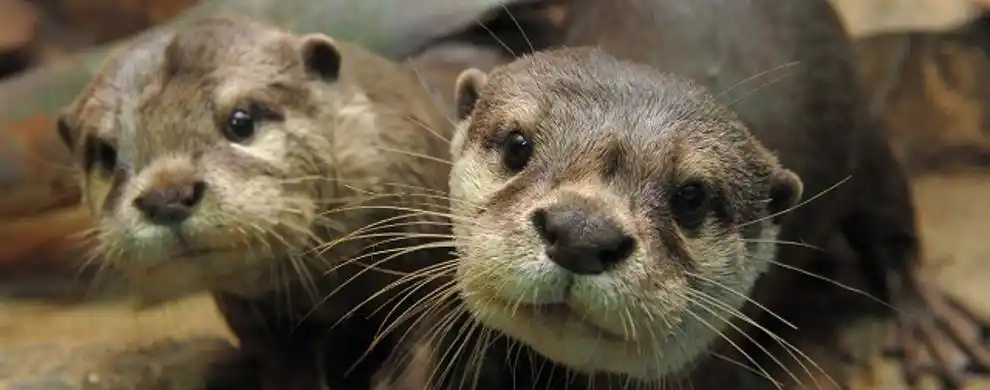 池里有巨大的魔鬼鱼,飞翔的燕子鳐,形态笨拙的石斑鱼,怪异的灯笼鱼等