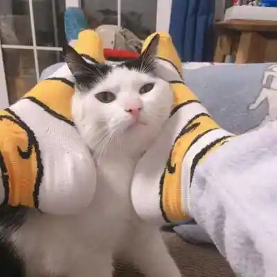 沙雕情人动物头像,情侣头像图片-回车桌面