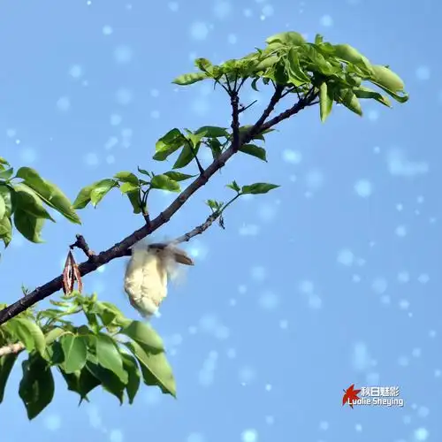 木棉飘絮