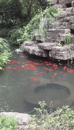 反射出一道道亮光,池塘清得能够清晰地看到池里的鱼儿成群结队地游来
