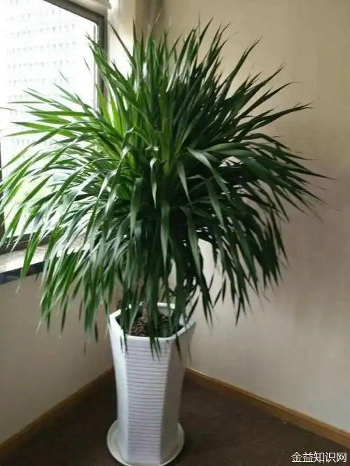 龙须树的功效与作用