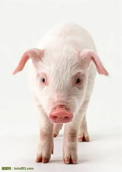 乳猪批发图片大全