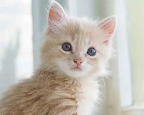 特写可爱的小猫,猫的胡须,眼睛,面部表情 壁纸 - 1280x1024