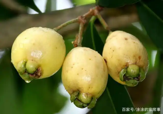 大多数南方人都吃过的中国特色水果,现在却很少见了