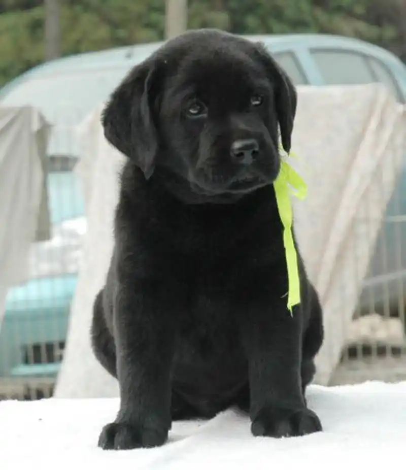 赛级超大骨量纯黑色拉布拉多幼犬宠物狗狗乖巧听话驱虫疫苗g  【现价