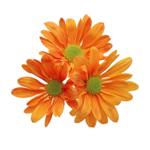 透明月季花免抠素材(七)