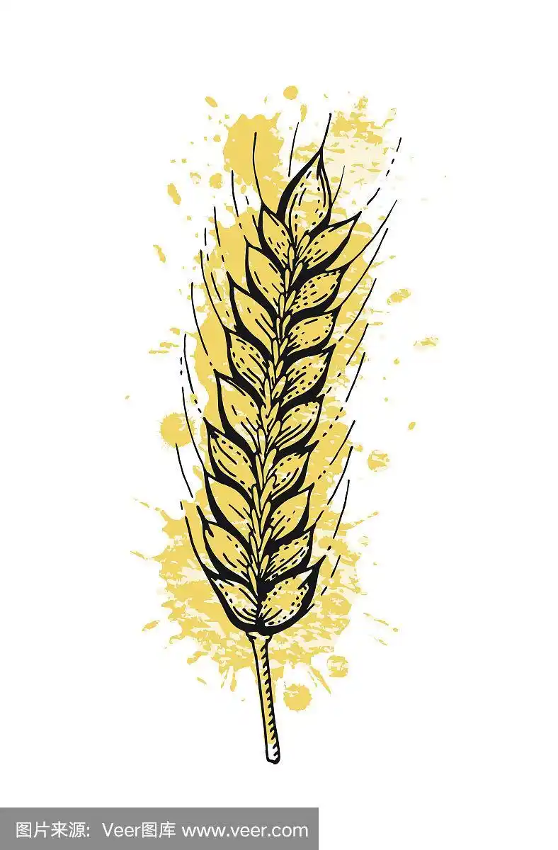 矢量插图手绘小麦穗.谷物面包的草图概念.
