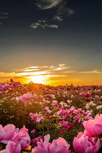 唯美花海风景