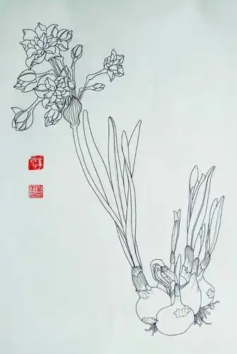 把钢笔白描进行到底——叶志军先生的钢笔白描水仙系列作品分享