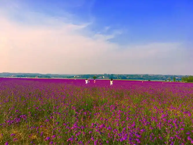 万亩花海,惊艳盛夏