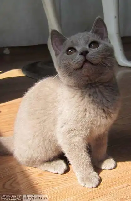 漂亮的英国短毛猫找新家,速速围观.