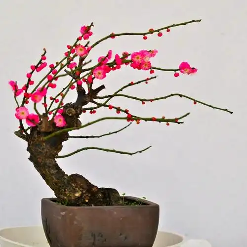 梅花盆栽老桩红梅盆景冬天开花植物腊梅原生骨里红盆景绿梅年宵花