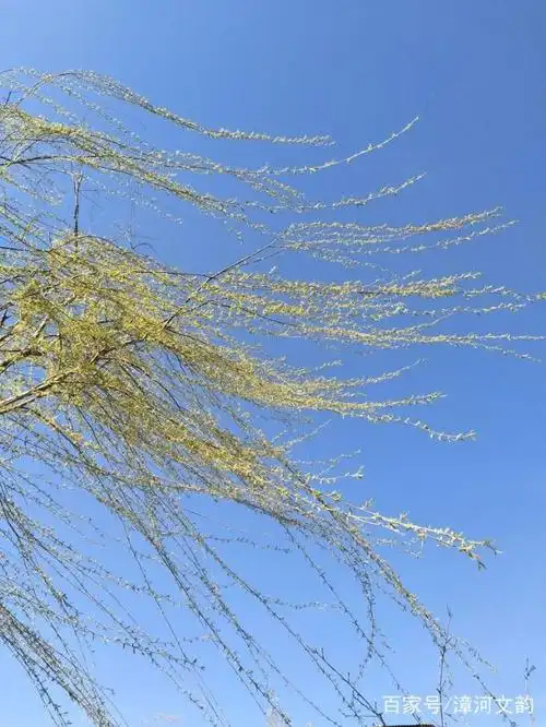 阳春布德泽柳絮漫天飞