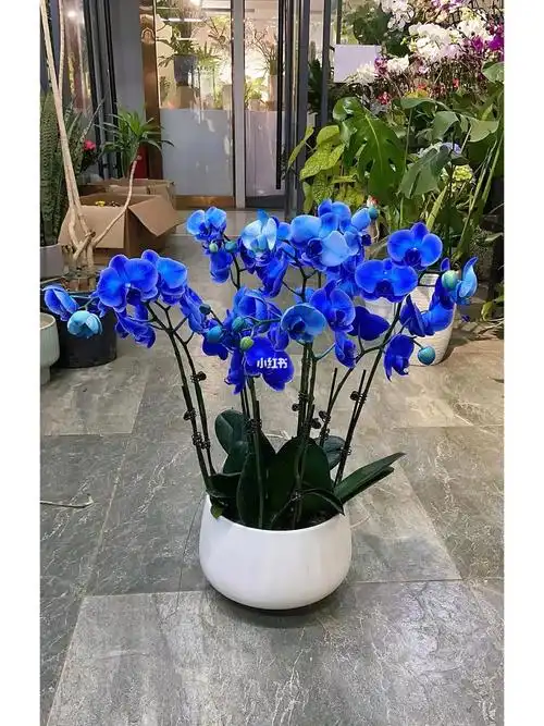 蓝色妖姬之蝴蝶兰