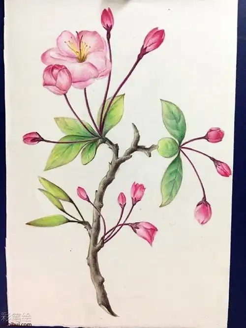 彩铅怎么画海棠花