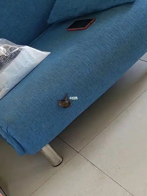 家里进蝙蝠了咋办啊!