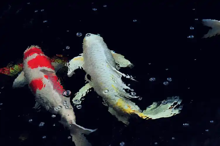 盛世放生,锦鲤祈福