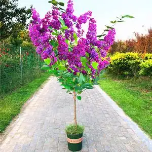 丁香花树苗盆栽阳台图片