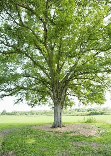 一棵大树高清图片