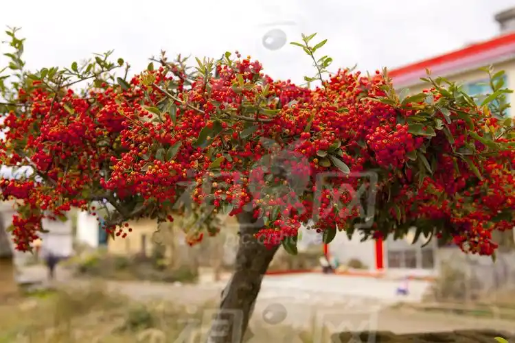 p>火棘( i>pyracantha fortuneana  /i>(maxim.