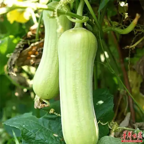 苏仙区栖凤渡镇白玉丝瓜惹人爱