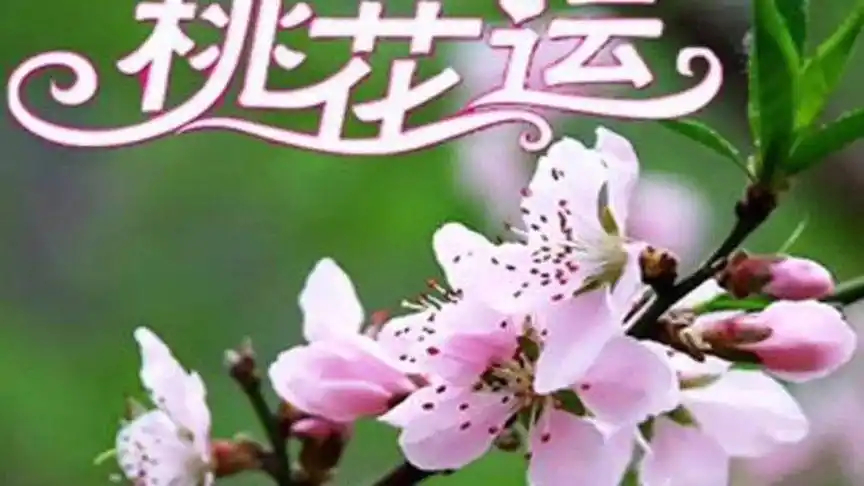 三月桃花月,桃花也代代表贵人,爱情,正财,催旺桃花运