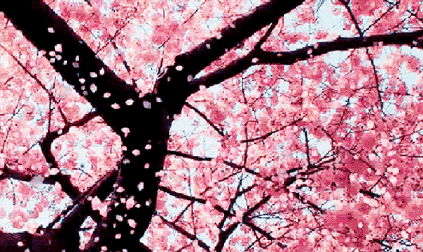 玉渊潭拍樱花的大爷,我高攀不起!