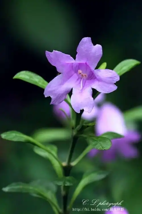 板蓝花儿开 - 晨光林影 - 晨光林影