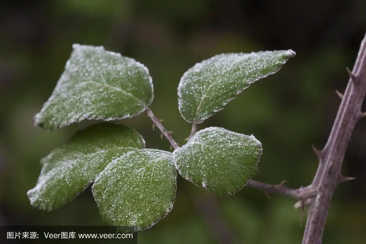 冰冷的荆棘叶