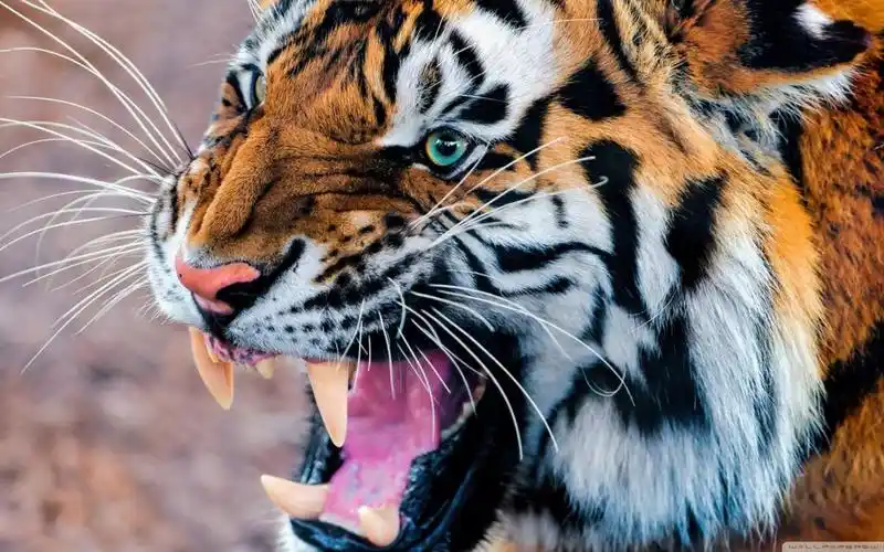 老虎,咧嘴笑,图片,壁纸 - 桌面巴士