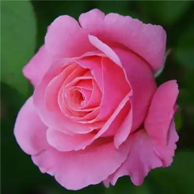 好看的玫瑰花头像图片大全 适合做头像的玫瑰花图片唯美_微信头像