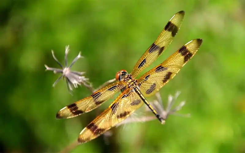蜻蜓特写高清桌面壁纸图片