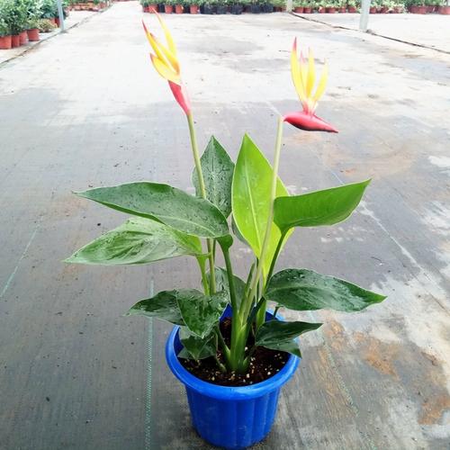 天堂鸟 鹤望兰盆栽盆景办公室植物大型植物盆景绿植进化空气好养