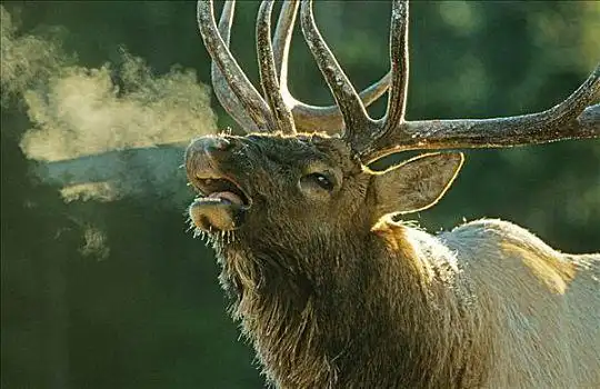 北美马鹿,鹿,鹿属,叫,交配,季节,班芙,加拿大