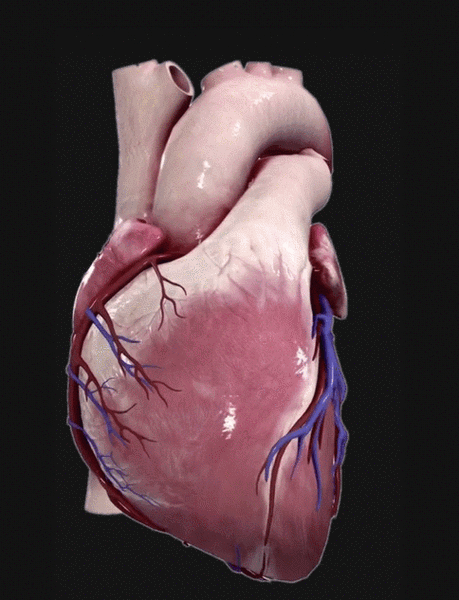 complete anatomy 2019 for mac(3d医学软件) v4.0.1官方版 - mac软件