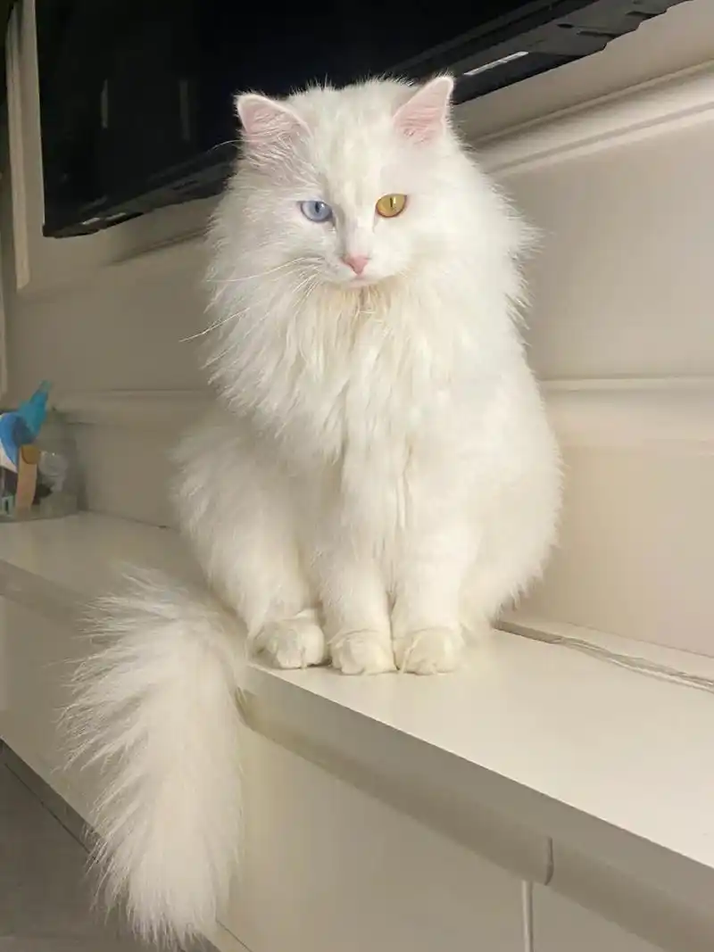 波斯猫多少钱出售,波斯猫猫咪宝宝找新家啦 目前两个月大了会劈 - 抖