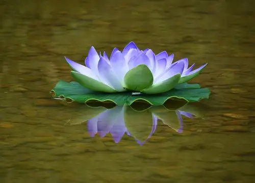 睡莲图片大全高清图片(睡莲图片大全高清图片 手绘)